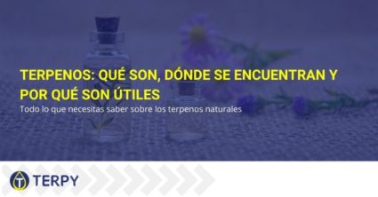 Terpenos: qué son, dónde se encuentran y por qué son útiles