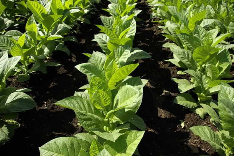 La nicotina líquida tiene una estructura química diferente a la contenida en la planta de tabaco