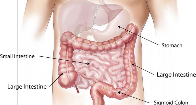 Tabla anatómica que representa el sistema digestivo | Terpy 