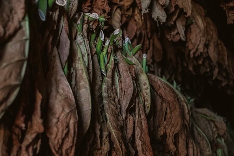 El tabaco en la historia: aspectos comerciales y económicos