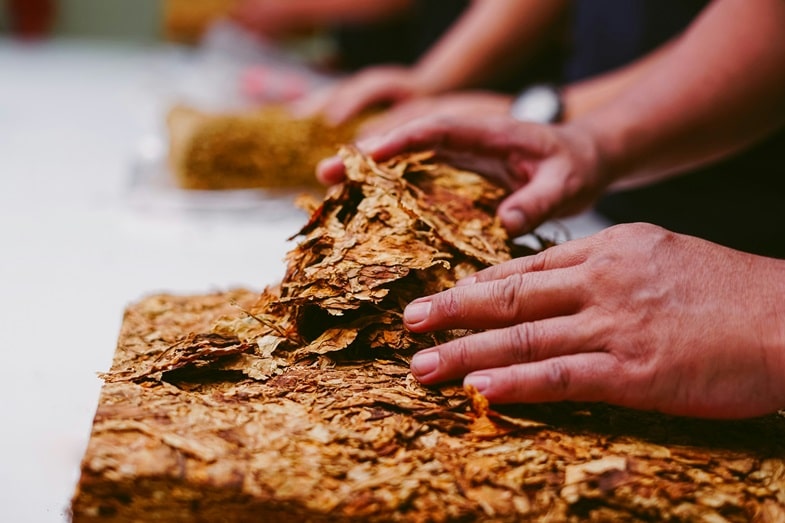 las principales variedades de tabaco