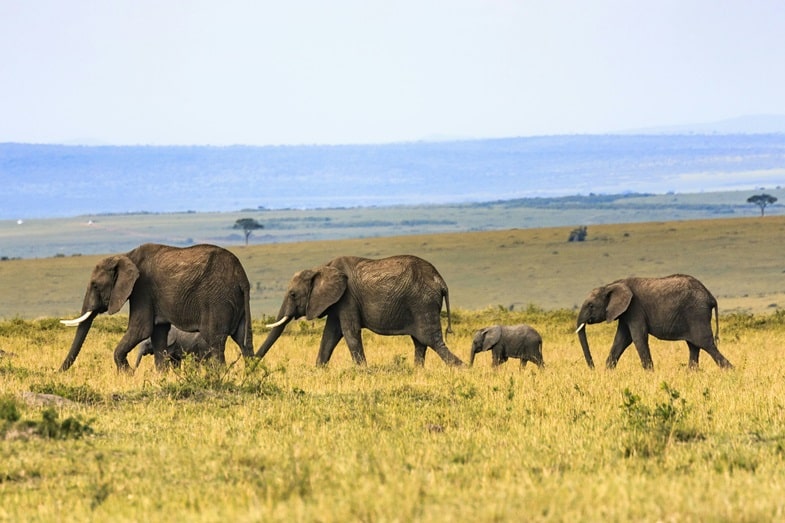 Vaping en África: un fenómeno emergente